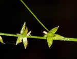 Eastern star sedge